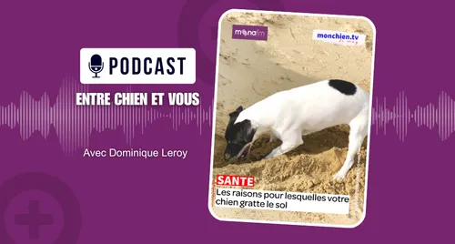 Votre chien gratte le sol ?