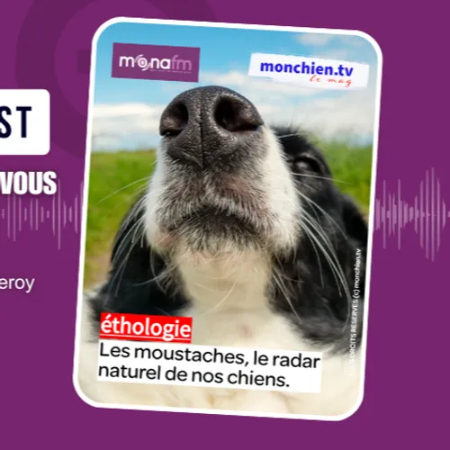 Le pouvoir des moustaches