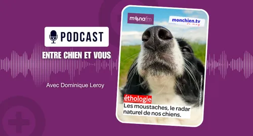 Le pouvoir des moustaches