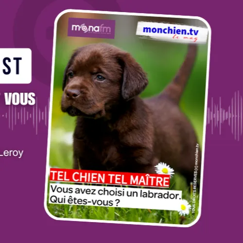 CHOISIR UN LABRADOR OU UN GOLDEN  RETRIEVER? 