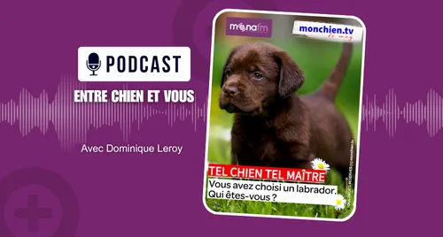 CHOISIR UN LABRADOR OU UN GOLDEN  RETRIEVER? 