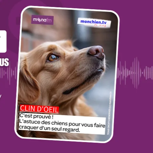 Le pouvoir des chiens