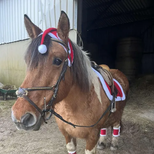 L’invité du jour : on vous dit tout sur l’association « Chez Galopin »
