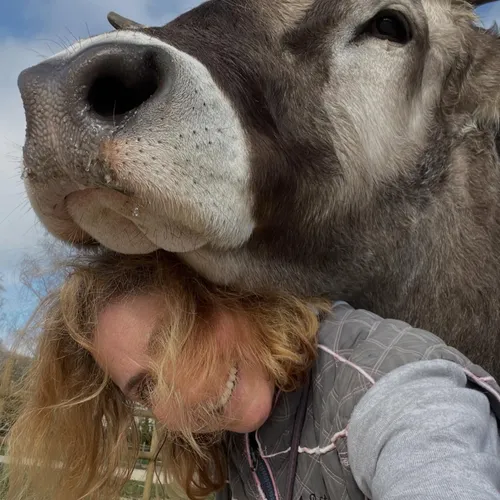 De la Meuse au Japon : Aston le taureau véritable star des réseaux...