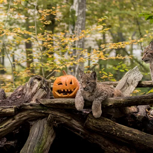 Parc Animalier de Sainte-Croix : une ambiance envoûtante à...