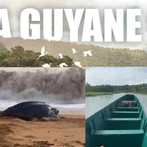 DESTINATION VOYAGE – La forêt amazonienne en Guyane