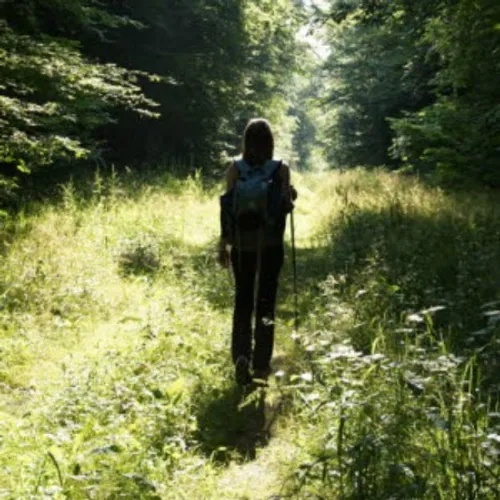 "Promenons-nous dans les bois" : une visite nature à Givrauval 