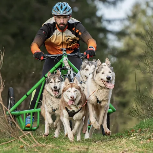 L'invité du jour : on vous dit tout sur le canicross !