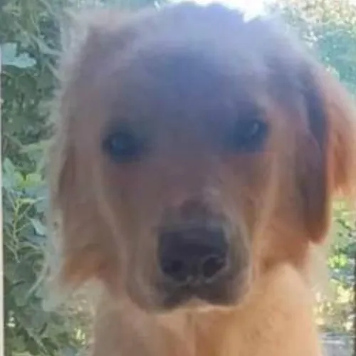 URGENCE ANIMAL AVEC L'ARPA 47 À BOÉ - KYRA, RECHERCHE UNE FAMILLE.