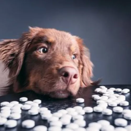 URGENCE ANIMAL AVEC L'ARPA 47 À BOÉ - CONSEILS SUR L'EMPOISONNEMENT...