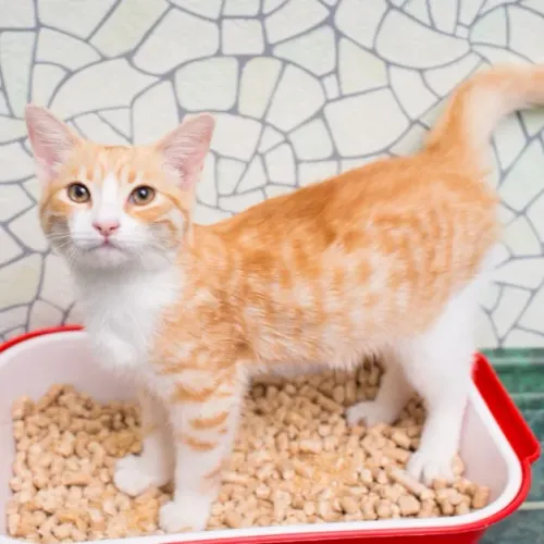 URGENCE ANIMAL AVEC L'ARPA 47 À BOÉ - MON CHAT BOUDE SA LITIERE :...