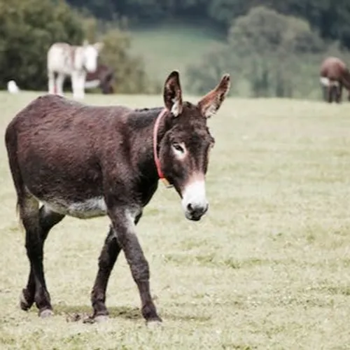 URGENCE ANIMAL AVEC L'ARPA 47 À BOÉ -  AVOIR UN ÂNE CHEZ SOI. 