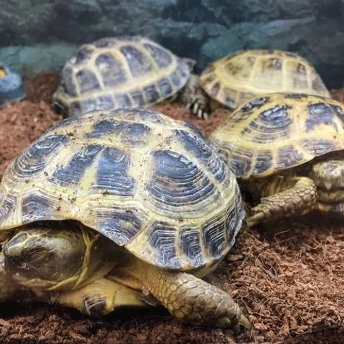 URGENCE ANIMAL AVEC L'ARPA 47 À BOÉ - LES TORTUES !