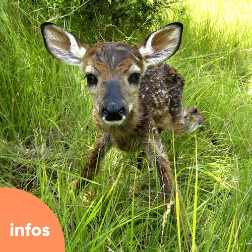 Des drones pour sauver les faons !