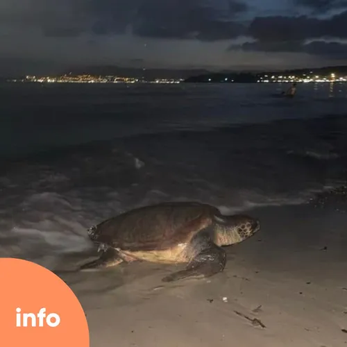Une tortue pond ses oeufs à Porquerolles