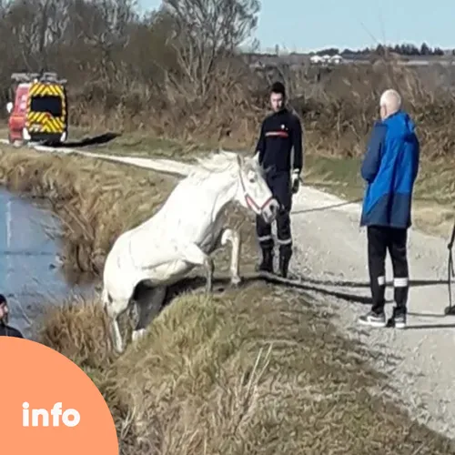 Les pompiers sauvent un cheval tombé dans un canal