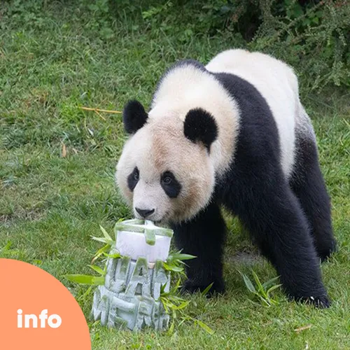 Le premier panda né en France transféré en Chine