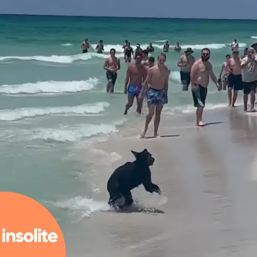 Un ours surgit sur une plage de Floride
