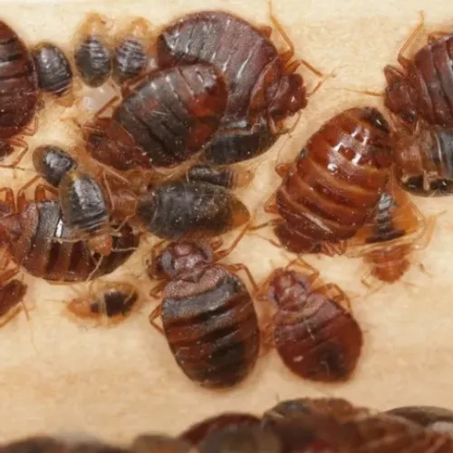 4/10/23 : Les punaises de lit s’invitent dans les débats à...