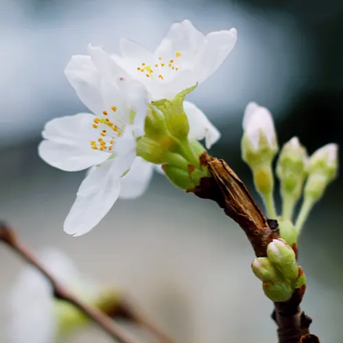 Météo : le gel fait des dégâts dans les cultures alors que la...