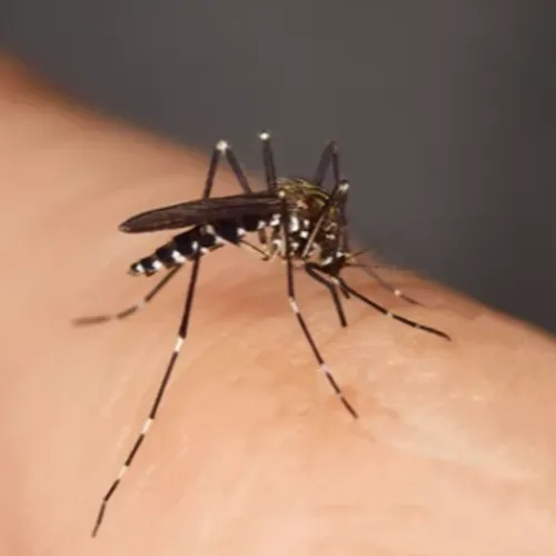Moustique tigre : les bons réflexes pour limiter les piqûres et...