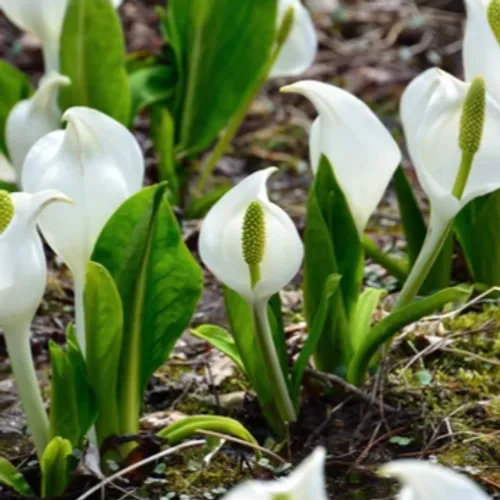 Alsace : une plante invasive venue d’Asie menace les zones humides,...