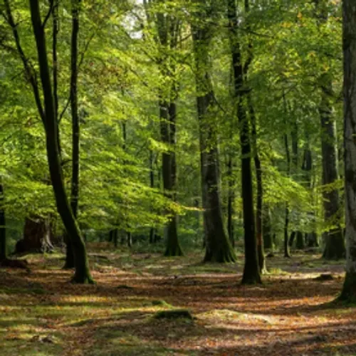 Haut-Rhin : un ossement humain découvert en forêt pourrait...
