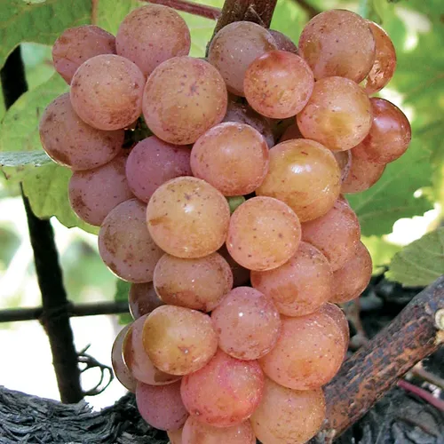 Vendanges 2026 en Alsace : la date sera dévoilée le 17 août, une...