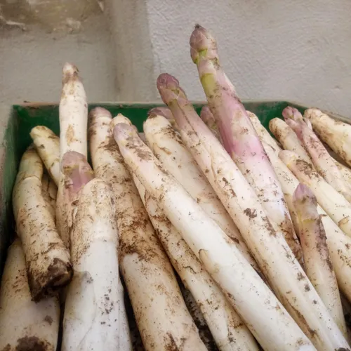 Printemps : les asperges d'Alsace arrivent !