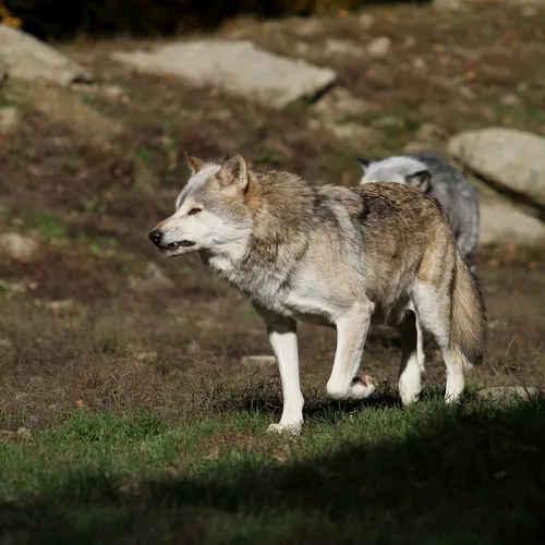 18/09/23 : Attaques des loups en hausse dans les Alpes Maritimes