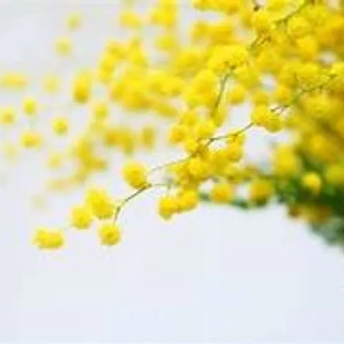 23/01/24 : Du mimosas de Pégomas sur la charpente de Notre- Dame de...