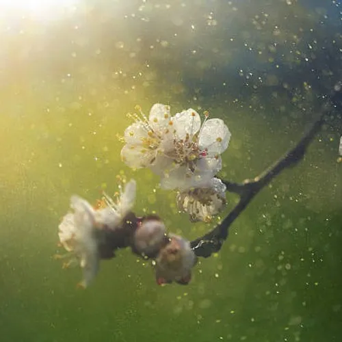 Alerte rouge pour les allergies au pollen