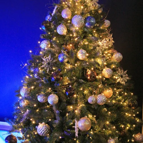 3/01/23 : Les sapins de Noël ne doivent pas être jetés sur la voie...