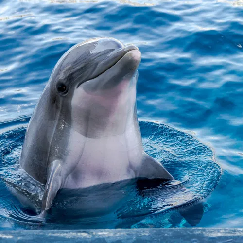 Antibes : huit dauphins quittent Marineland pour l'Espagne