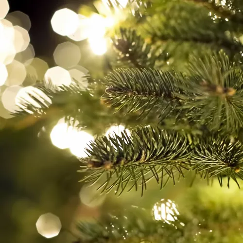16/12/22 : Un sapin géant sera installé sur le parvis du Palais des...