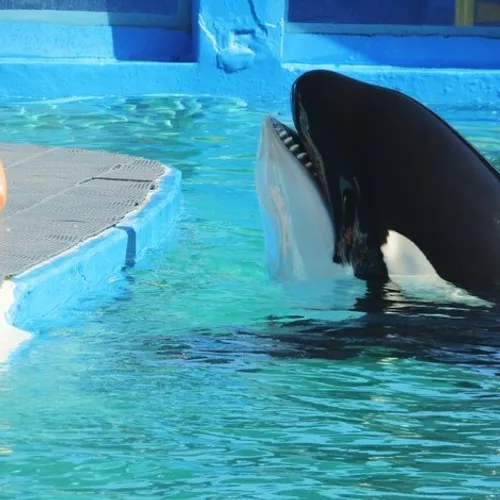 Quel avenir pour les mammifères marins de Marineland ?