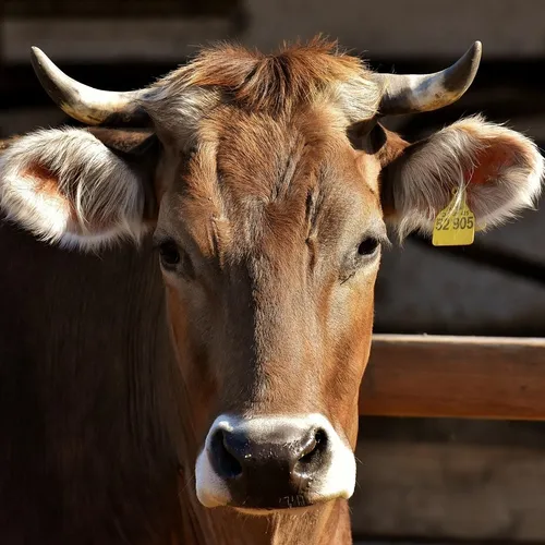 Dermatose bovine : vaccination massive et tensions sociales, la...