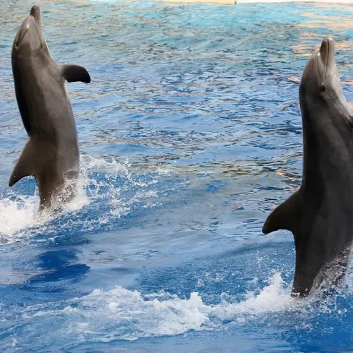 Des ONG s’opposent au transfert des dauphins de Marineland vers le...