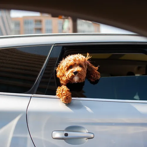 Nice: interdit de laisser un animal seul dans une voiture dès 20 °C