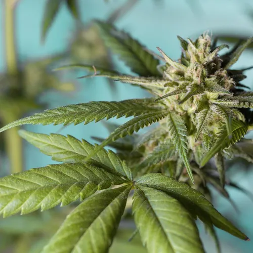 Sciences : le cannabis jugé inefficace contre les troubles psychiques