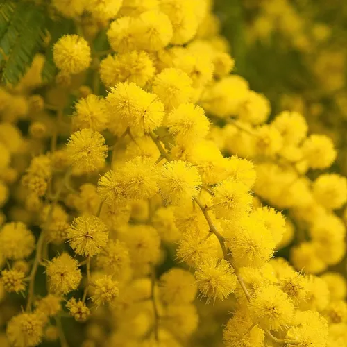 Mandelieu :  la Fête du Mimosa se prépare