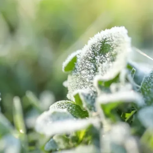 Gelées et flocons attendus en Alsace : les saints de glace ont-ils...