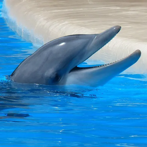 Marineland : le dauphin Rocky est mort en Espagne