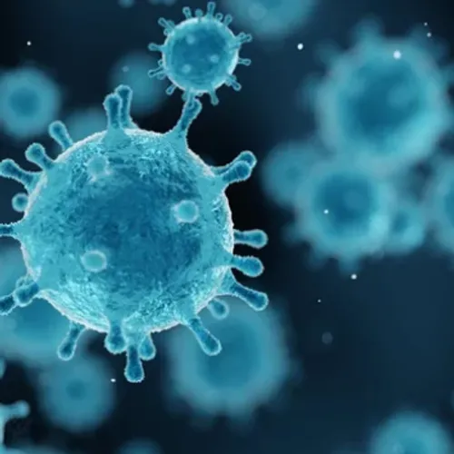 Hantavirus : pourquoi les experts écartent la comparaison avec un «...