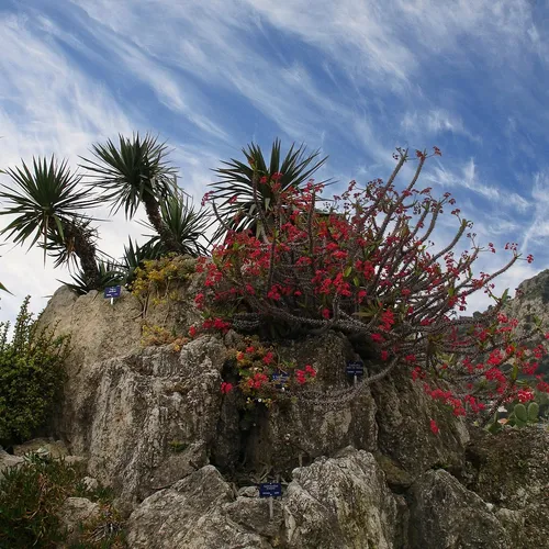 Réouverture du Jardin Exotique de Monaco après rénovation en octobre