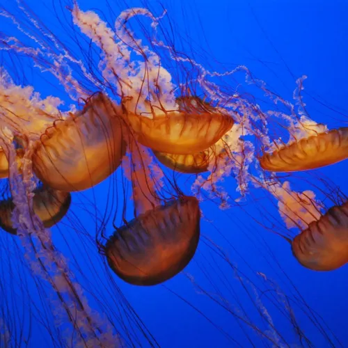 Les méduses sont de retour