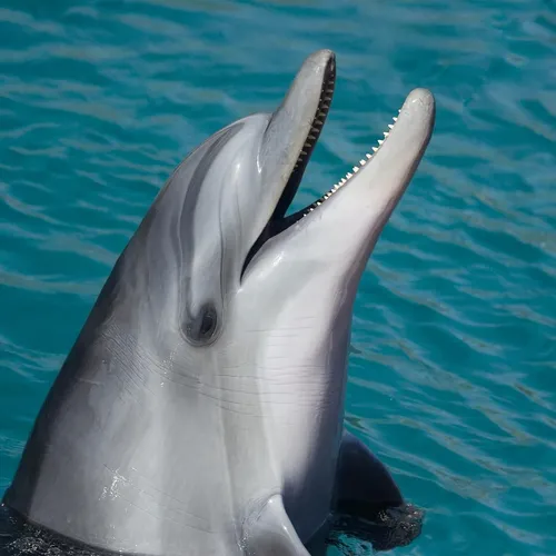 Marineland d’Antibes : Beauval renonce à accueillir les douze dauphins