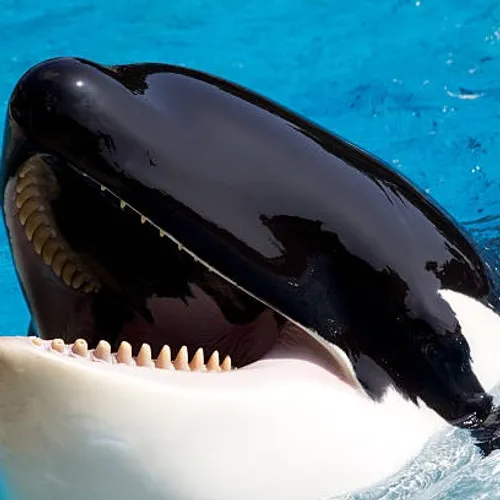 21/11/23 : Inspection pour vérifications de  l’état de santé de 3...