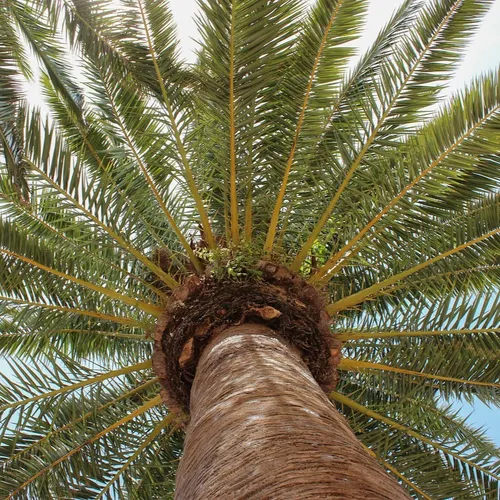 Cannes : l’homme blessé par la chute d’un palmier sur la Croisette...
