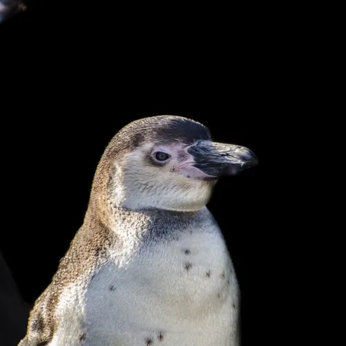 21/11/22 : Un pingouin dans les eaux niçoises